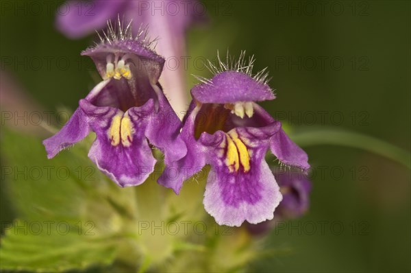 Downy hemp-nettle (Galeopsis pubescens)