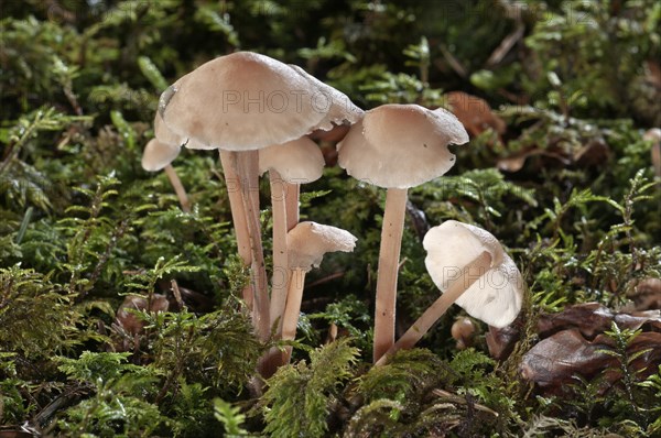 Clustered Toughshank (Gymnopus confluens)