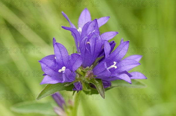 Clustered Bellflower or Dane's Blood (Campanula glomerata)