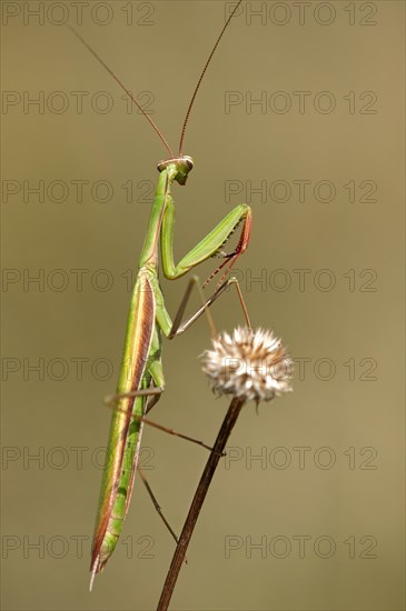 European mantis (Mantis religiosa)