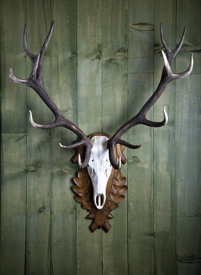 Hunting trophy