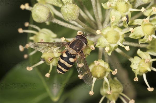 Hoverfly (Syrphus ribesii)