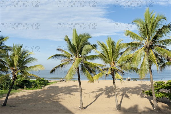 Beach with palm trees