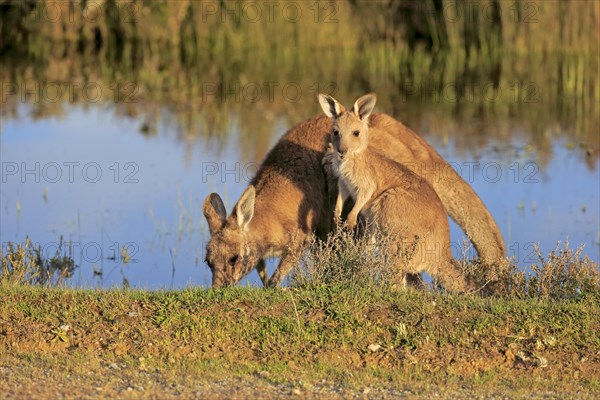 Eastern Grey Kangaroo (Macropus giganteus) female with joey