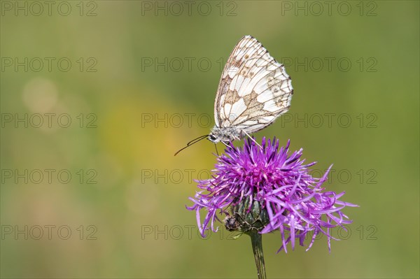 Marbled White (Melanargia galathea) on Brown Knapweed (Centaurea jacea)