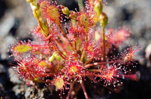 Round-leaved sundew (Drosera rotundifolia)