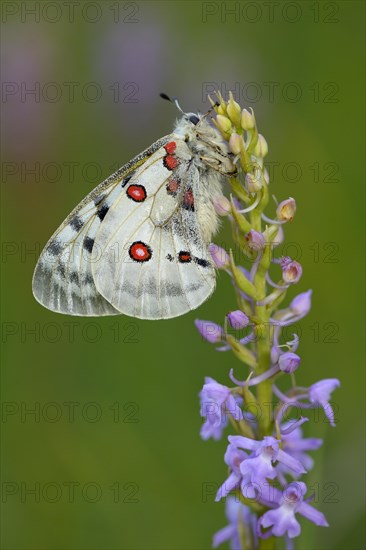 Apollo Butterfly (Parnassius apollo) on a Short-spurred Fragrant Orchid (Gymnadenia odoratissima)