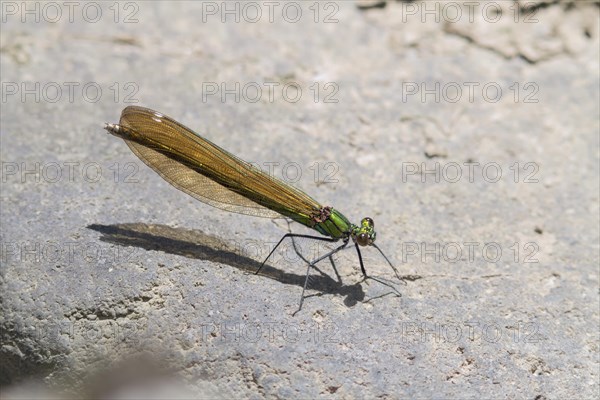 Demoiselle (Calopteryx virgo)