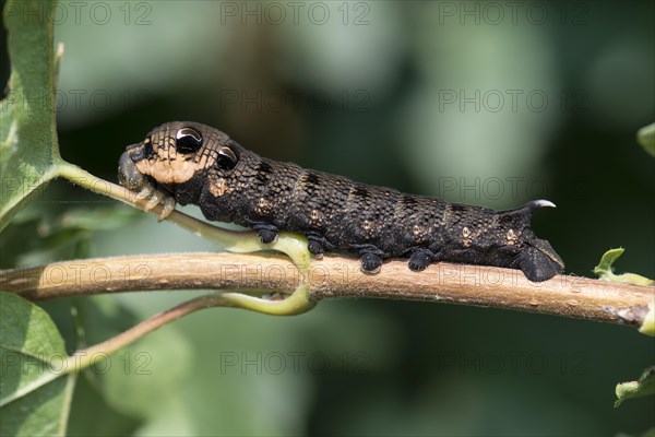 Elephant Hawk-moth (Deilephila elpenor)