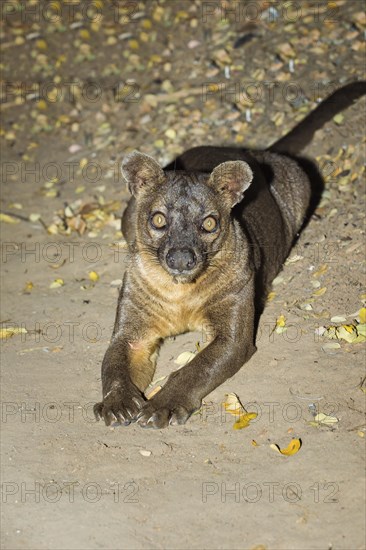 Fossa (Cryptoprocta ferox)