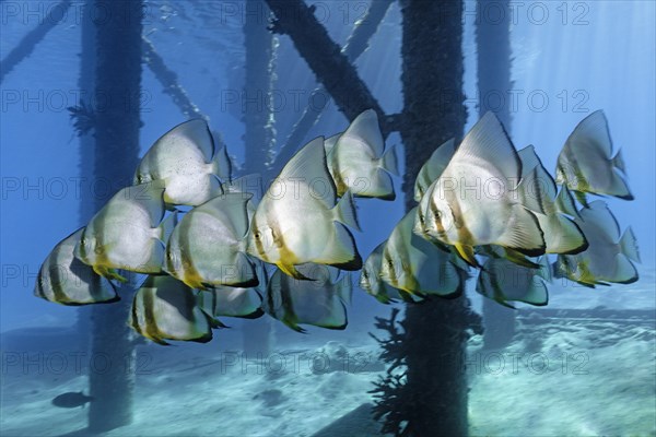 School of Teira Batfish (Platax teira) under jetty