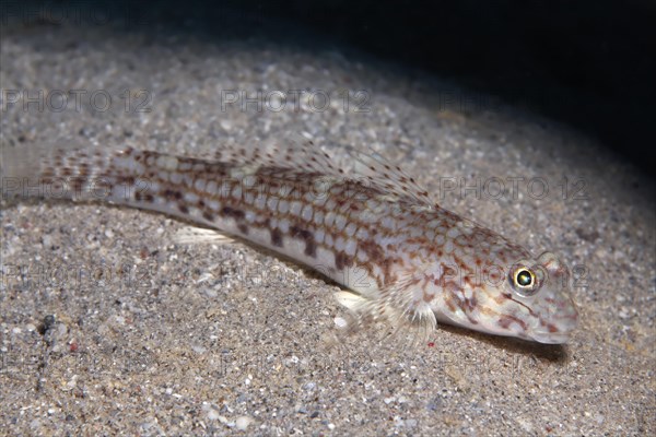 Decor goby (Istigobius decoratus) on sandy bottom