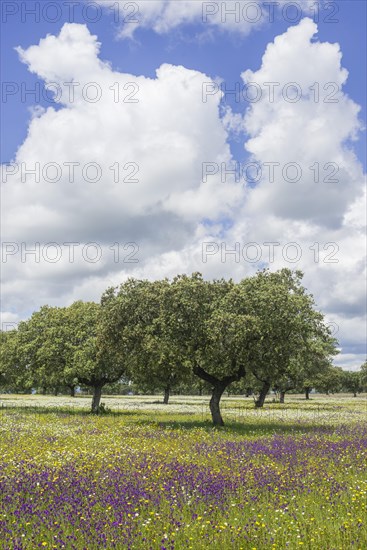 Evergreen oak (Quercus ilex) and flower meadow