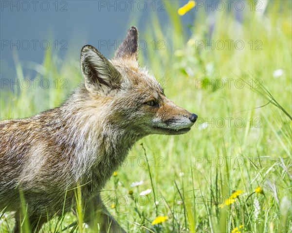 Fox (Vulpes vulpes)