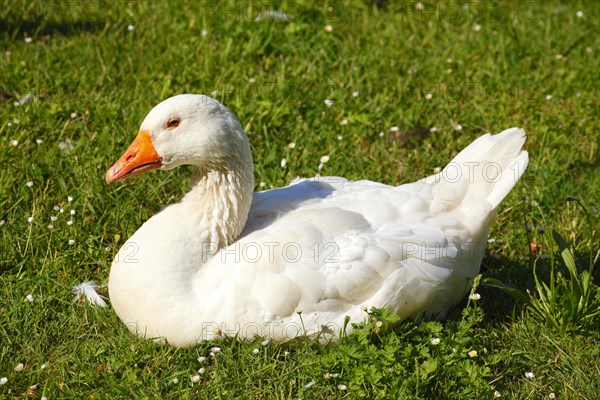 White House Goose (Anser anser domesticus) sitting in a meadow