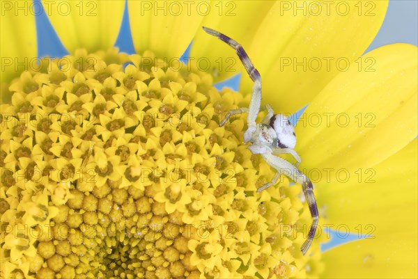 Goldenrod crab spider (Misumena vatia)