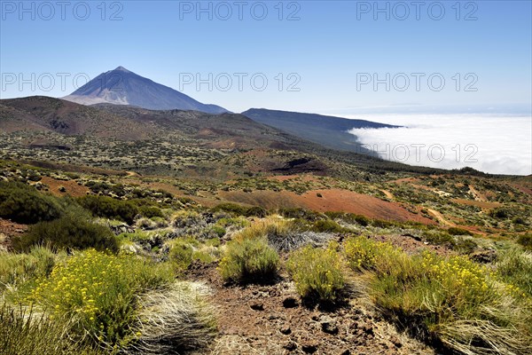 Flowering flixweed (Descurainia bourgaeana) in volcanic landscape