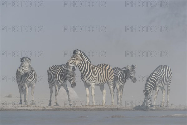 Burchell's Zebras (Equus quagga burchelli)