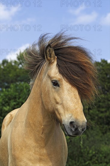 Icelandic Horse