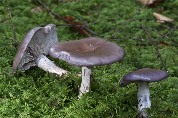 Wood blewit (Lepista nuda)