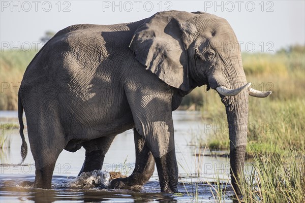 African Bush Elephant (Loxodonta africana)