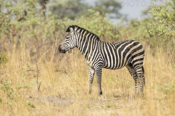 Plains Zebra (Equus quagga)