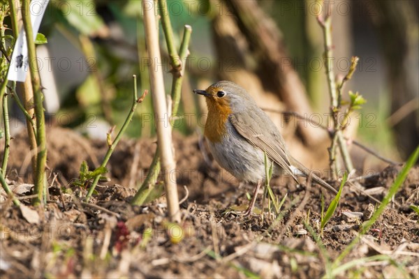 Robin (Erithacus rubecula)