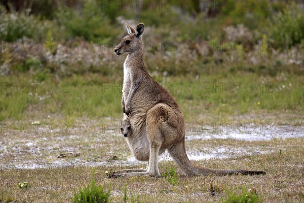 Eastern Grey Kangaroo (Macropus giganteus) female with joey looking out of pouch