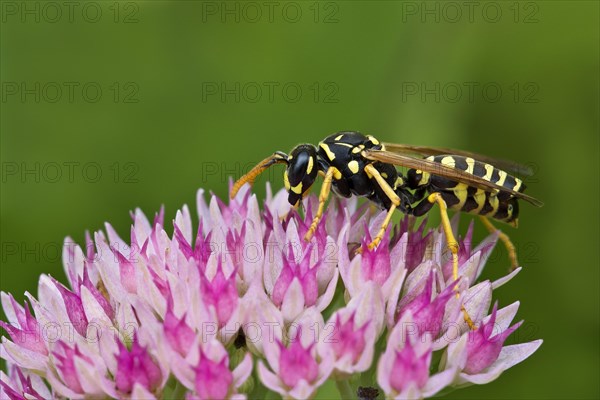 European Paper Wasp (Polistes dominulus)