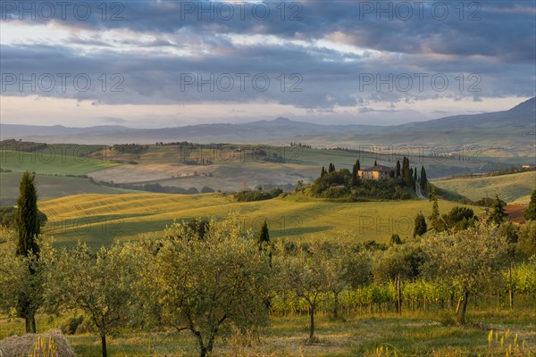 Landscape with hills and farm with cypress trees