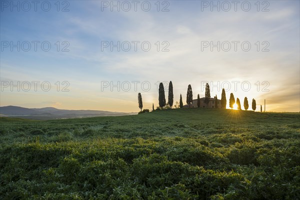 Farm with cypress trees