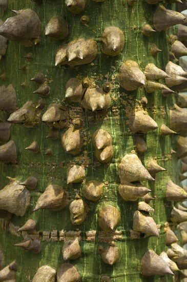 South American Bottle Tree (Ceiba insignis syn. Chorisia insignis)