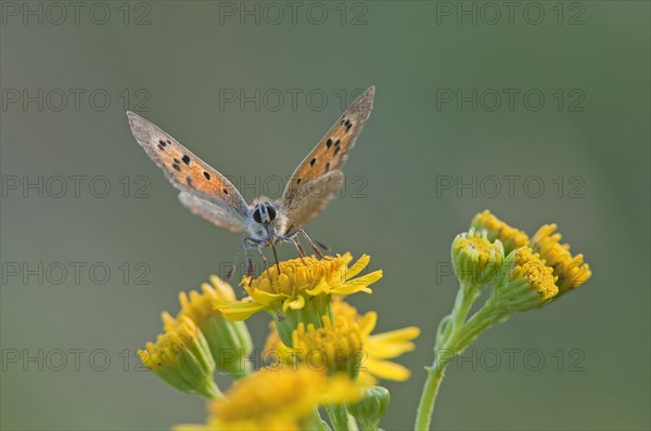 Small Copper (Lycaena phlaeas)