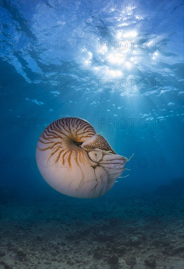 Nautilus (Nautilus belauensis)