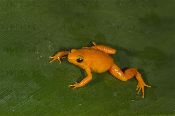 Golden Mantella (Mantella aurantiaca)