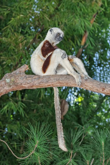 Coquerel's Sifaka (Propithecus coquereli)