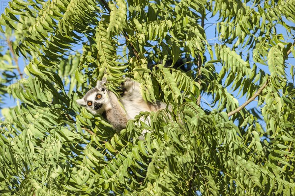 Ring-tailed Lemur (Lemur catta)