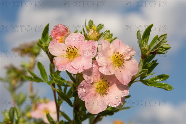 Finger shrub (Potentilla fruticosa)