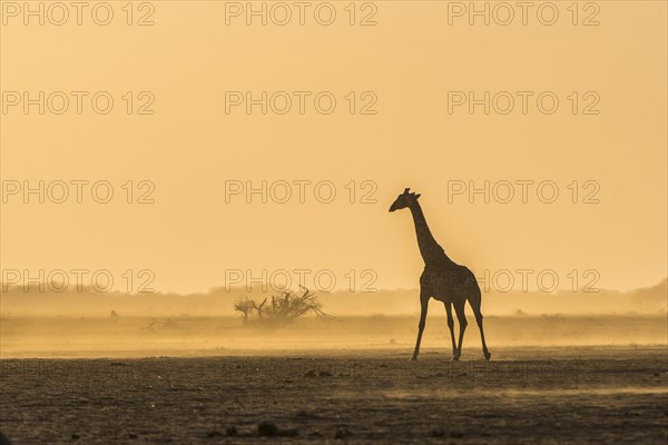 A Angolan Giraffe (Giraffa camelopardalis angolensis) runs in the evening light in the dusty savannah