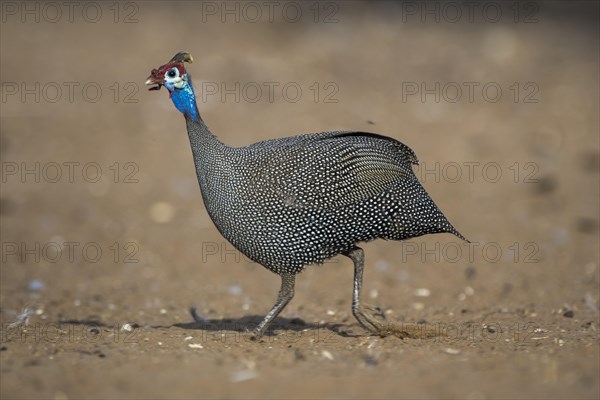 Helmeted guineafowl (Numida meleagris)