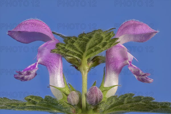 Spotted deadnettle (Lamium maculatum) against a blue background