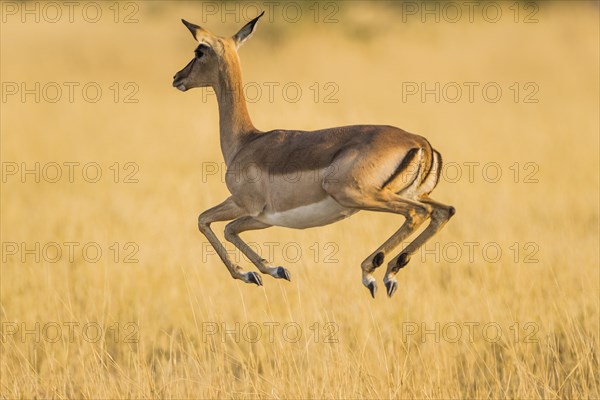 Impala (Aepyceros melampus)