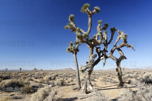 Joshua trees