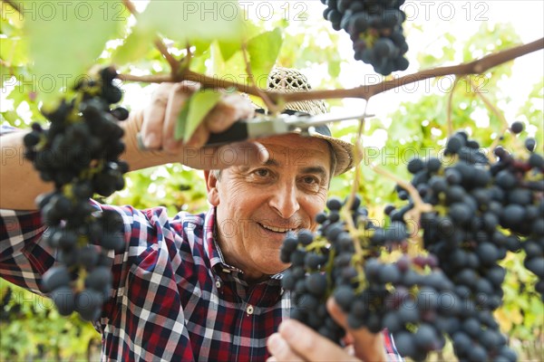 Winemaker or vintner harvesting grapes in his vineyard