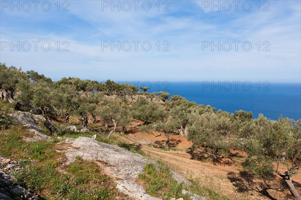 Old olive trees near Deia