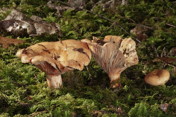 False saffron milk-cap (Lactarius deterrimus)