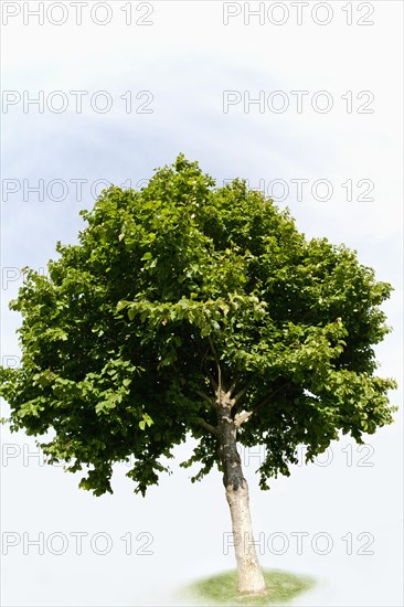 Turkish Hazel (Corylus colurna)