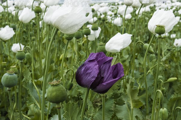 Opium poppy (Papaver somniferum) field