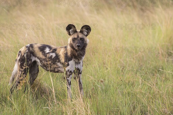 African Wild Dog (Lyacon pictus)