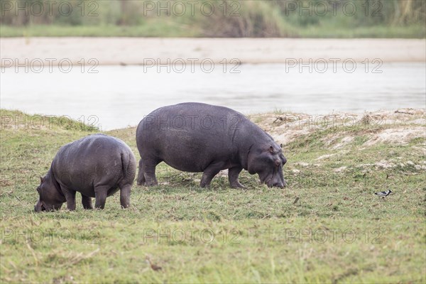 Hippopotamus (Hippopotamus amphibius)